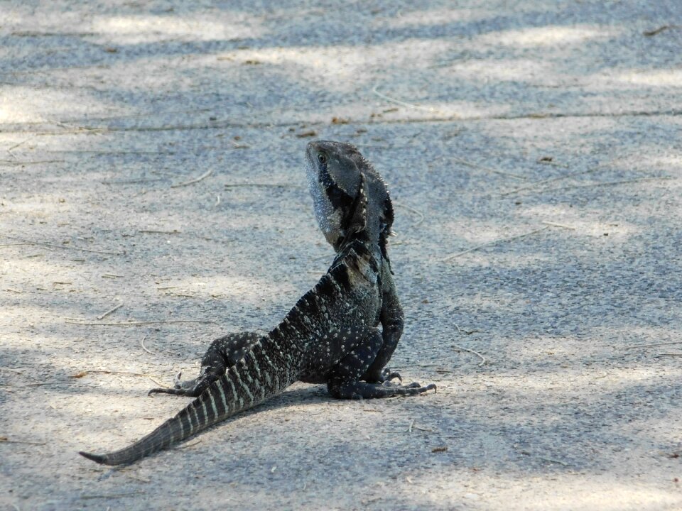 Lizard nature wildlife