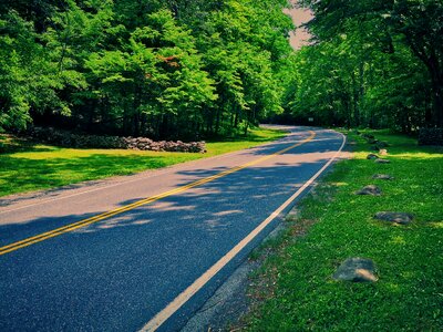 Road green forest