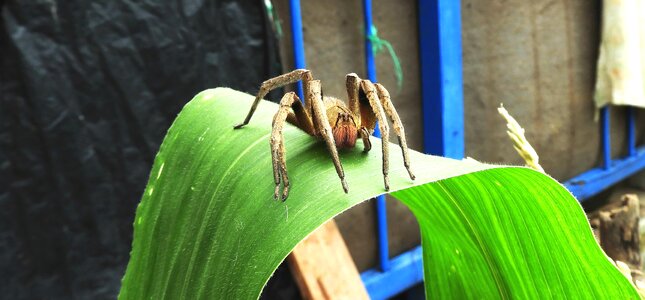 Spider leaf guatica
