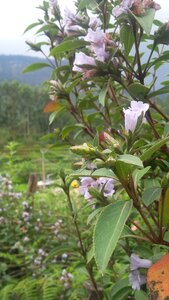 Flower violet bloom
