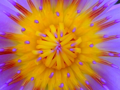 Water flower nymphaea photo