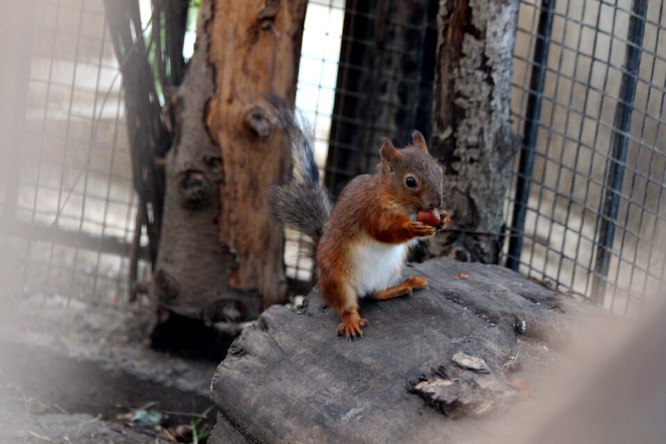 Nibbles redhead filbert