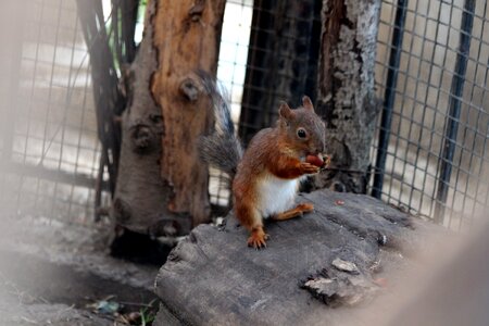 Nibbles redhead filbert