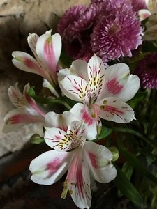 Blossom plant petals