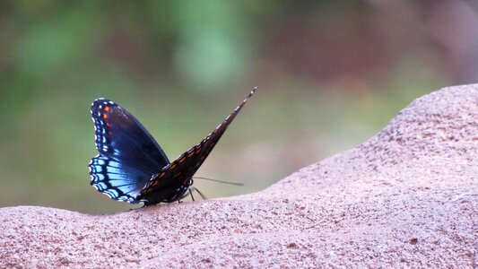 Insect nature animal
