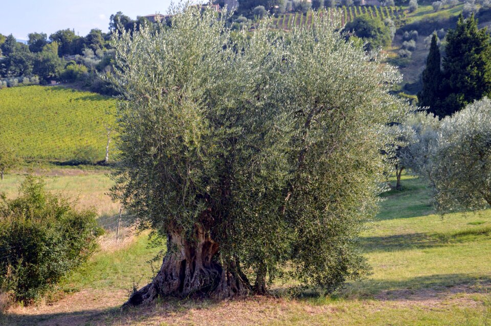 Olive tree nature italy