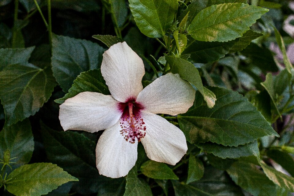 Flower hibiscus the garden