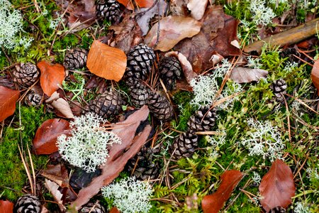 Fall foliage moss forest