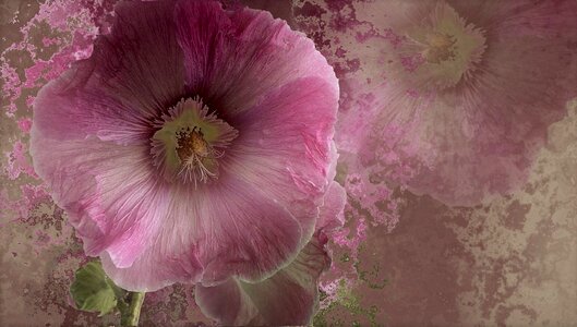 Stock rose abstract pink