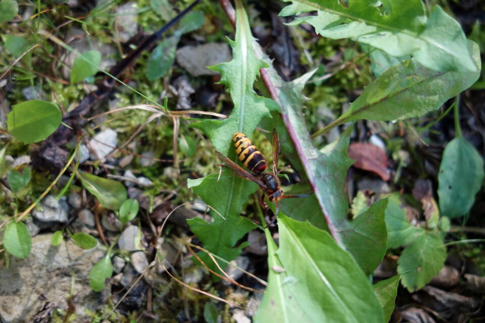 Insect forest floor leaf