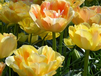 Colorful garden holland