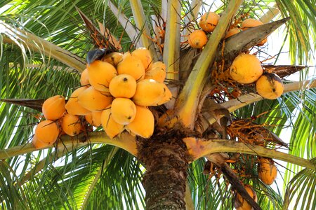 Coconut tree coconut palm tree photo