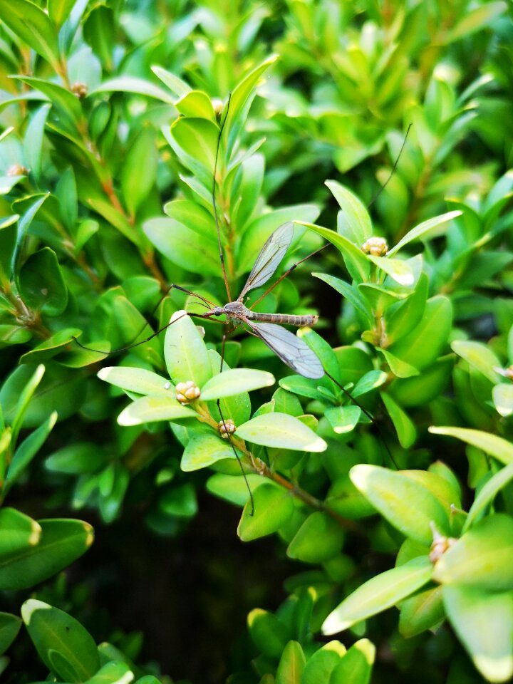 Harvestman close up buxus