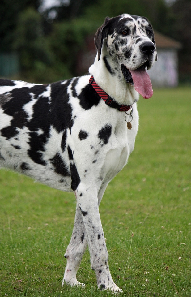Canine pet animal