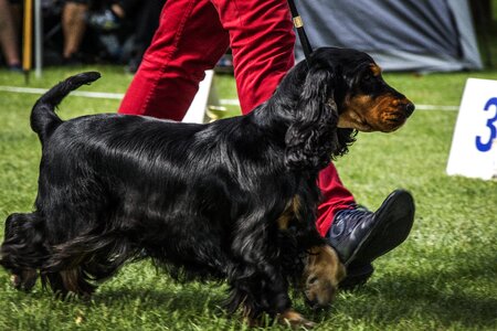 Dog show exhibition dogs
