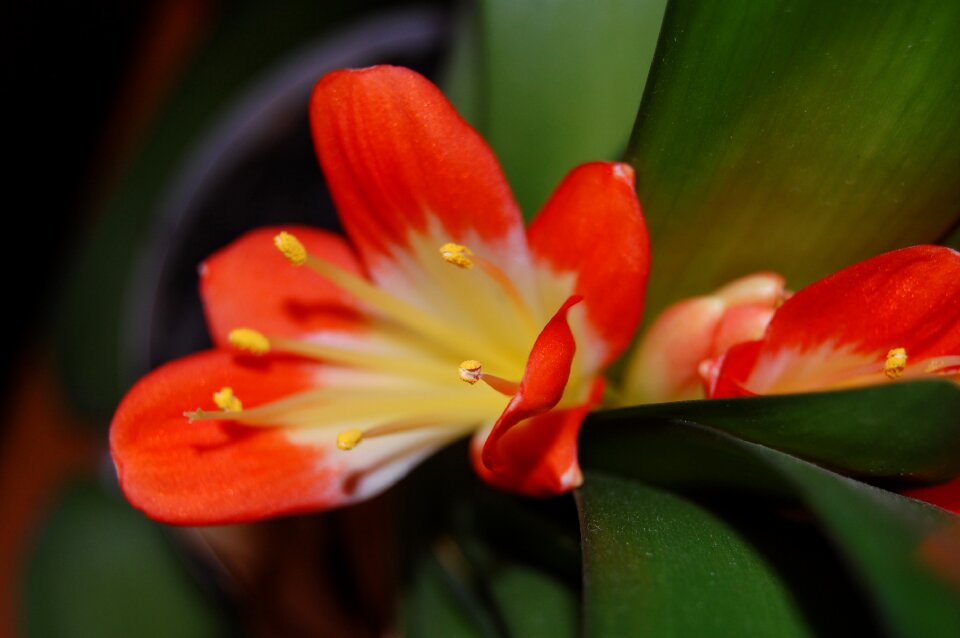Petals orange colorful