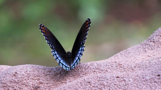 Animal wing black