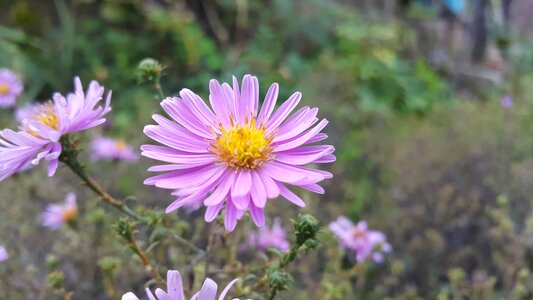 Garden plant closeup