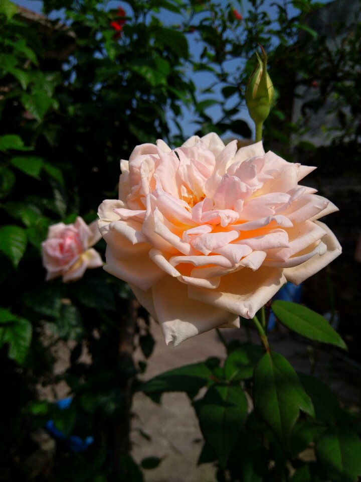 White flower
