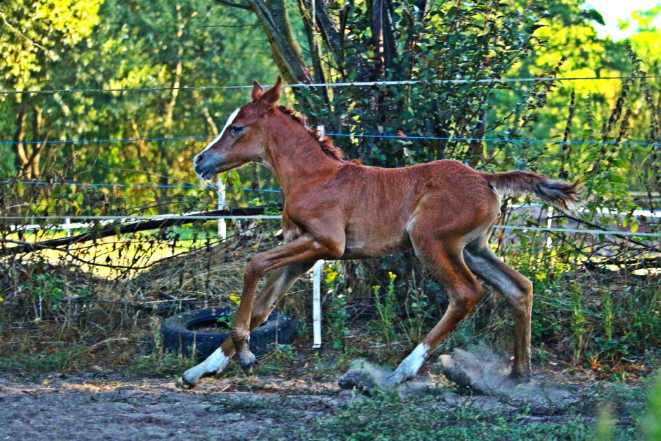 Fuchs suckling thoroughbred arabian