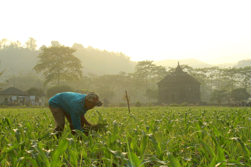 Morning human farmer