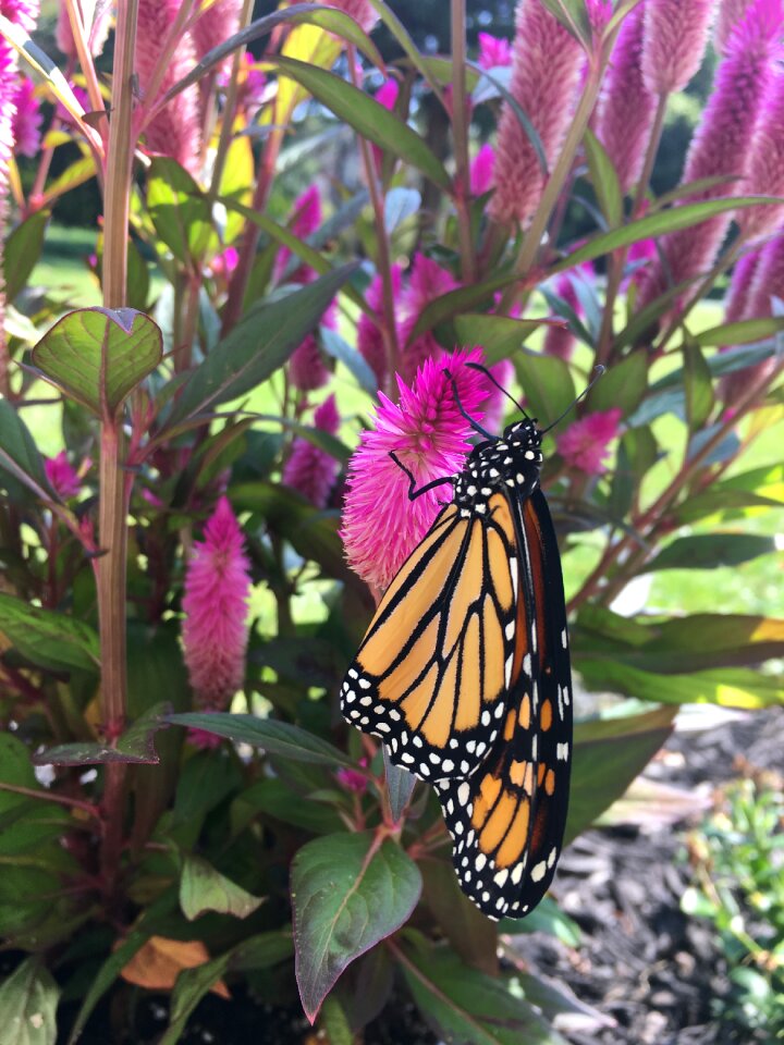 Orange insect pink