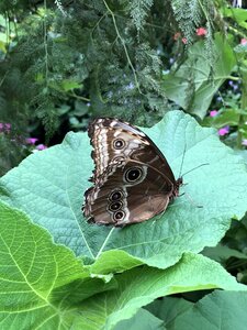 Nature sheet fauna