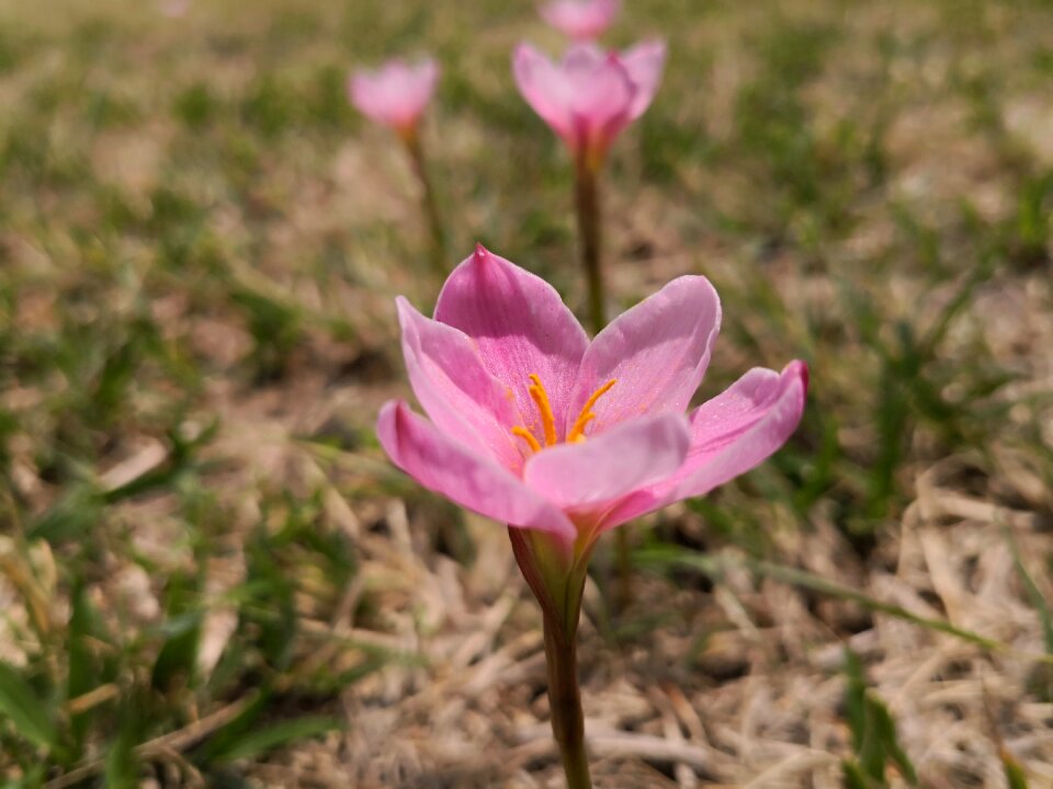 Summer rosa flowers