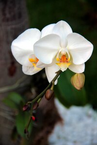 White tropical flora