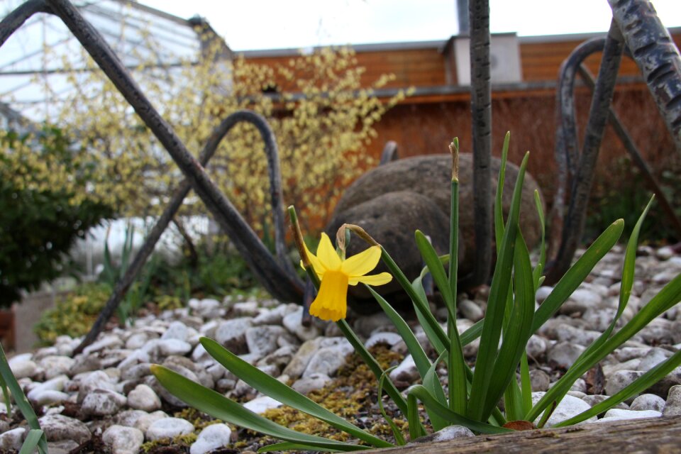 Blossom bloom plant