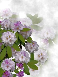 Rhododendron summer ornamental plant photo