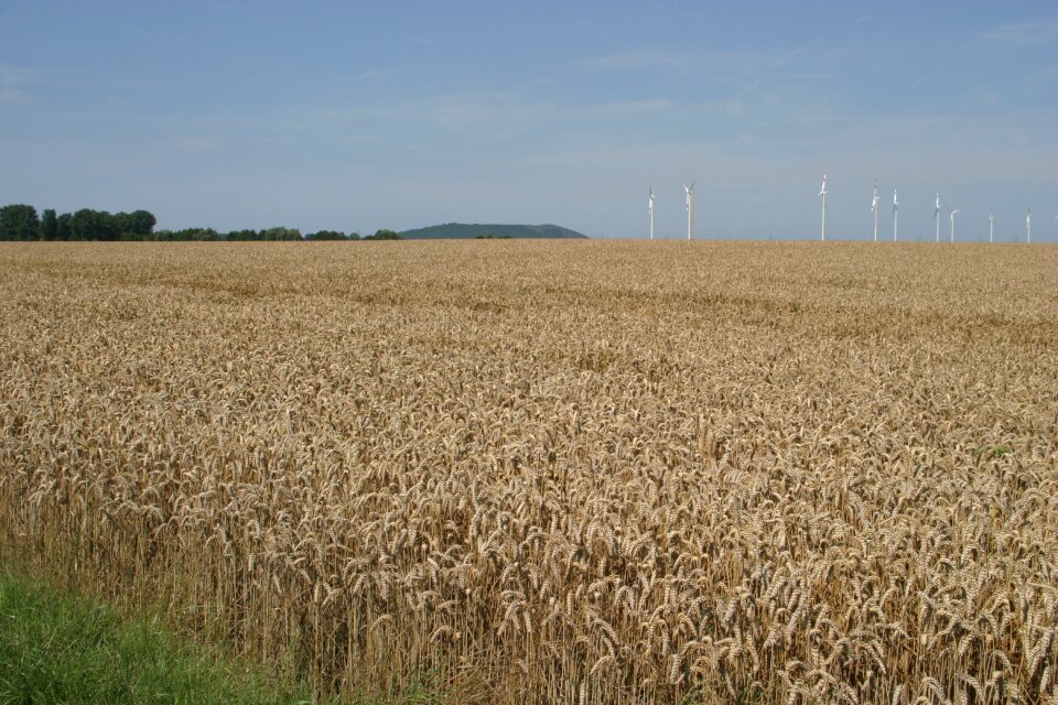 Agriculture food ripe