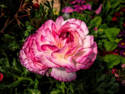Nature pink