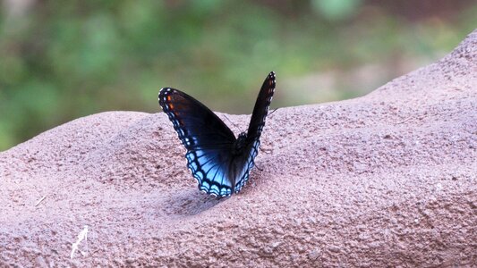 Nature animal wing