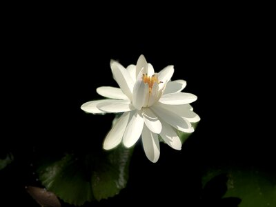 Lotus white bloom