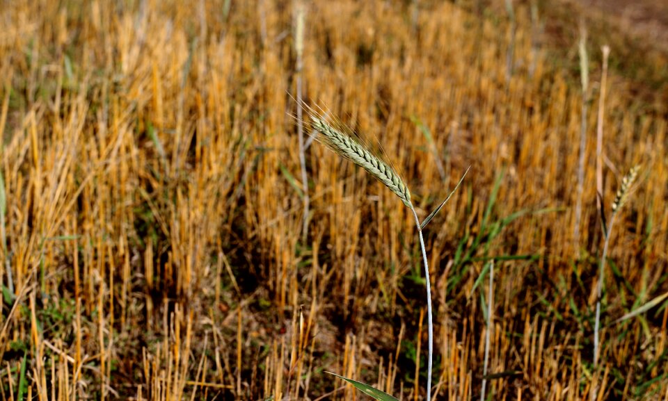 Harvest nature agriculture