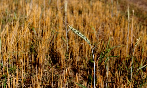 Harvest nature agriculture