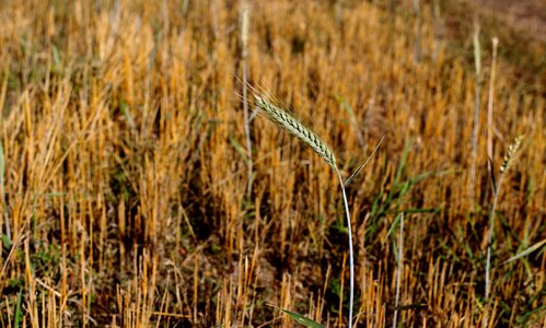 Harvest nature agriculture photo