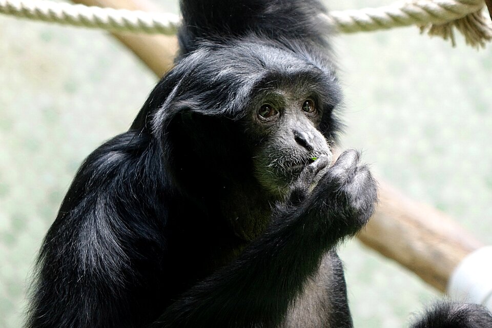 Evolution monkey animal