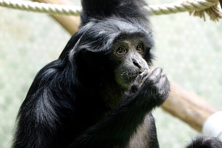 Evolution monkey animal