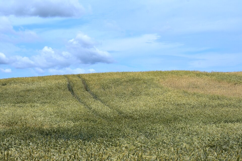 Summer corn village