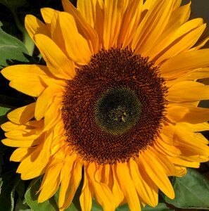 Flower summer close up