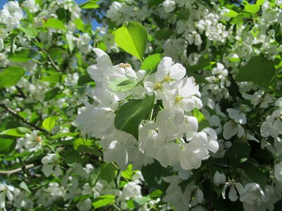 Garden spring bloom