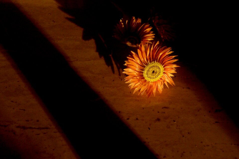Flower flowers shadow