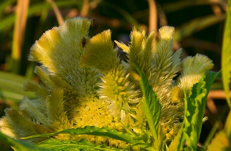 Hahnenkamm close up garden photo