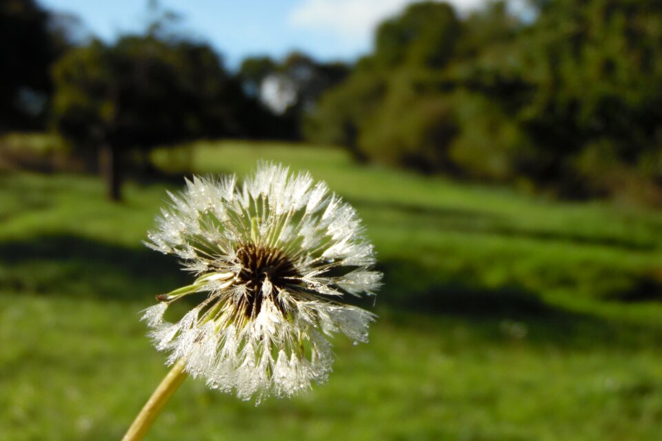 Dew morning field