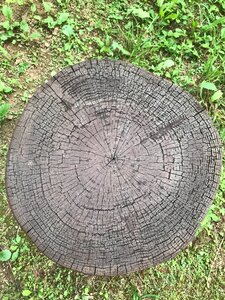 Nature texture wood