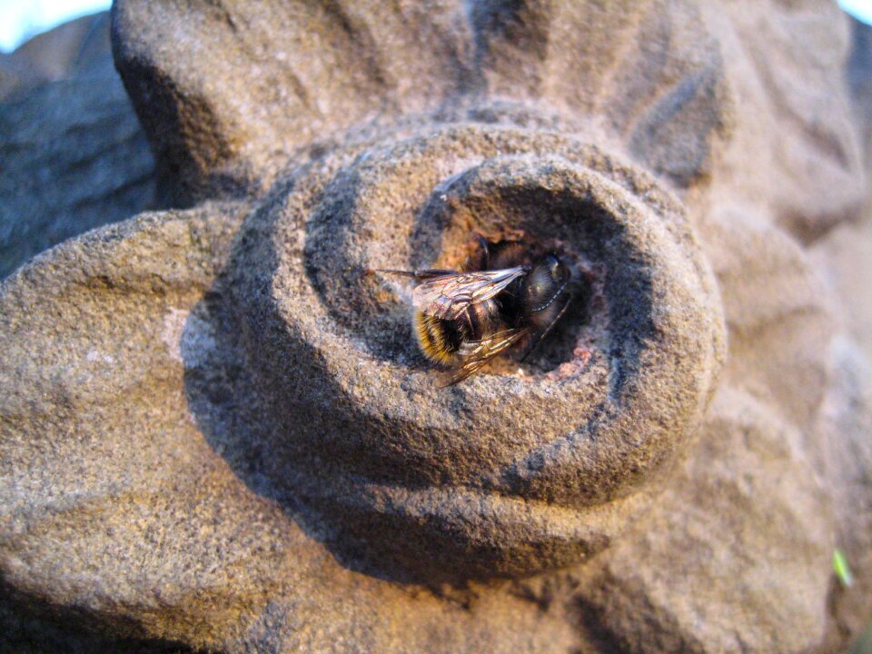 Bee blossom bloom