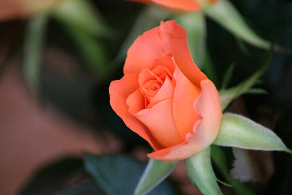 Blossom bloom plant