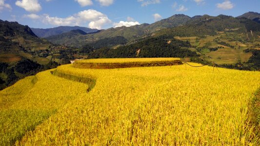 Rice vietnam travel photo